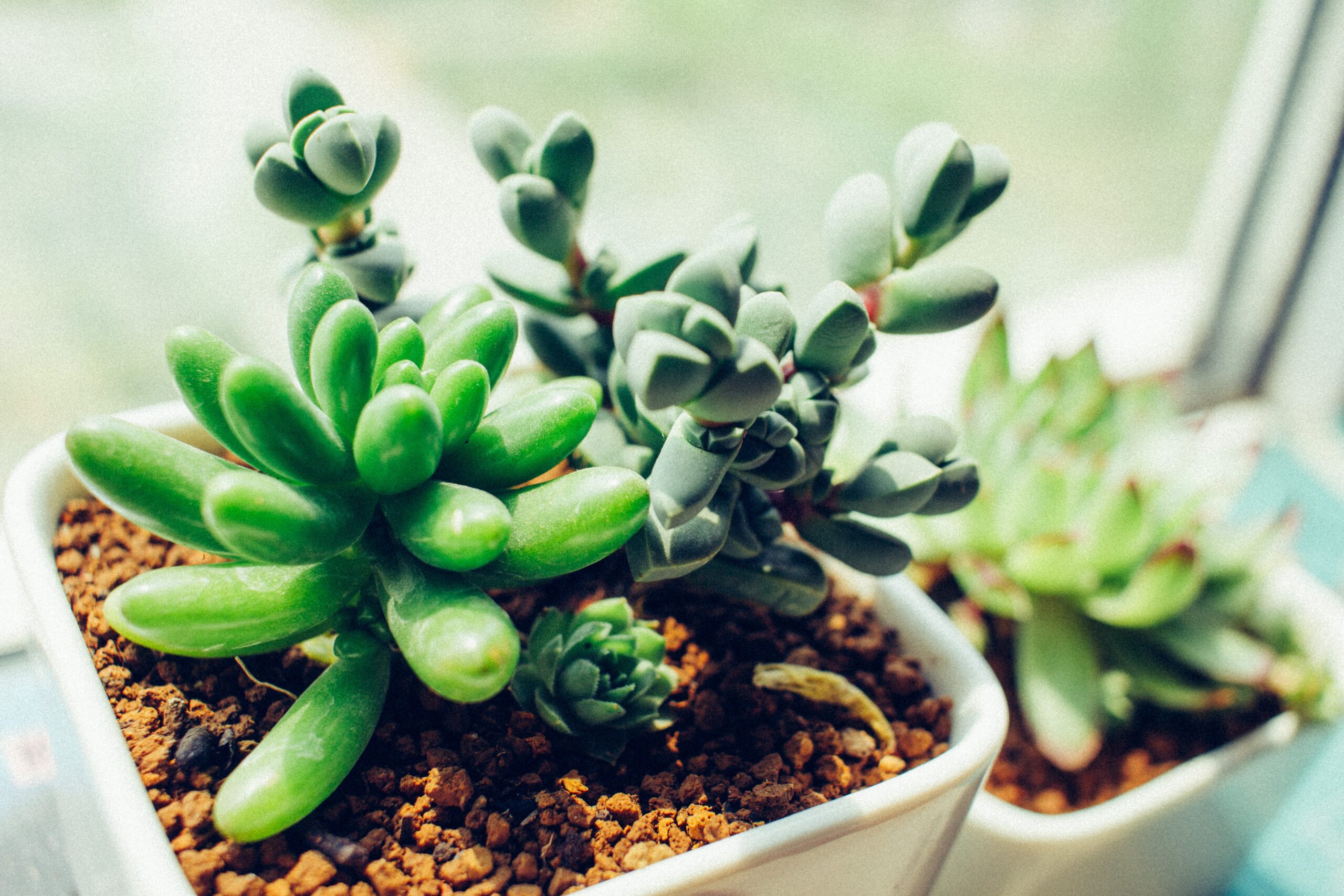 Odd Good Plant