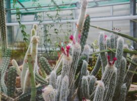 秋の多肉植物・サボテン即売会イベントの魅力と紅葉品種の楽しみ方