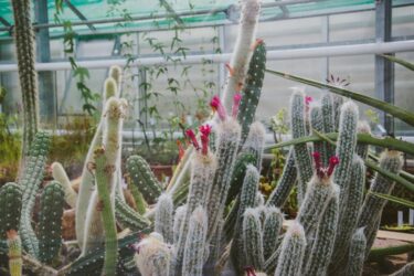 秋の多肉植物・サボテン即売会イベントの魅力と紅葉品種の楽しみ方