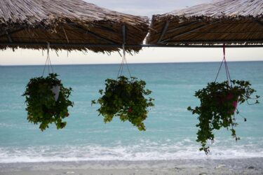 海沿いと内陸で異なる塊根植物・多肉植物育成、塩害と寒暖差対策の違い