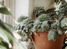 塊根植物の秋の植え替え｜冬型コーデックスの適期と手順を解説