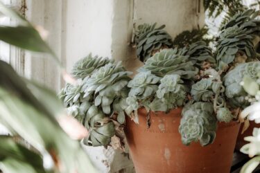 塊根植物の秋の植え替え｜冬型コーデックスの適期と手順を解説