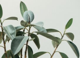 塊根植物の断水明けの水やり｜再開のタイミングと春の管理を解説