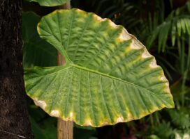 冬型塊根植物の目覚め準備｜亀甲竜の秋支度と水やり再開のタイミング
