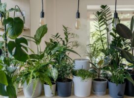 観葉植物のLEDライトの選び方｜PPFDの目安と失敗しない使い方