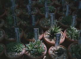 ハオルチアの育て方｜透明な窓を美しく保つ水やり・置き場所・植え替えのコツ