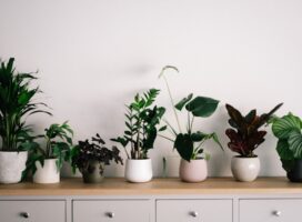 観葉植物の植え替え時期はいつ？適期・頻度・見極めサインを解説