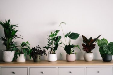 観葉植物の植え替え時期はいつ？適期・頻度・見極めサインを解説