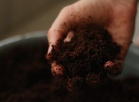 観葉植物の土にカビが生えたら？白いふわふわの対策と再発させない予防法