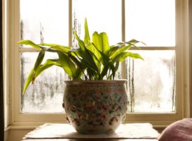 観葉植物の秋の管理と準備｜夏から秋への切り替え時期とコツを解説