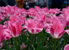 花と緑のフェスティバルとは？春の地域ガーデニングイベントの魅力