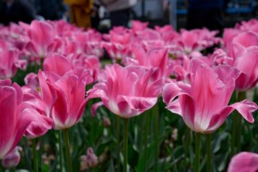 花と緑のフェスティバルとは？春の地域ガーデニングイベントの魅力