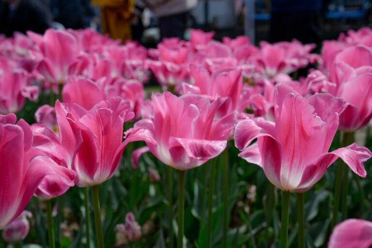 花と緑のフェスティバルとは？春の地域ガーデニングイベントの魅力