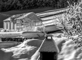 北陸・信越の多雪地帯で塊根植物と観葉植物を育てるコツと注意点