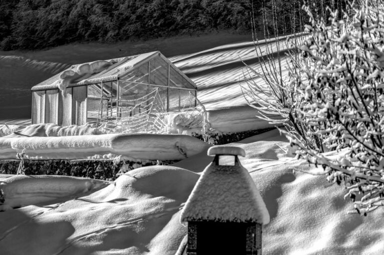 北陸・信越の多雪地帯で塊根植物と観葉植物を育てるコツと注意点