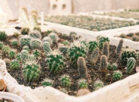 春の塊根植物マーケットとは？新芽で見極めるコーデックス株選びガイド