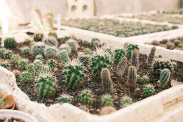 春の塊根植物マーケットとは？新芽で見極めるコーデックス株選びガイド