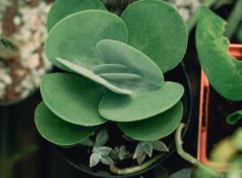 冬に楽しむ塊根植物（コーデックス）イベント｜即売会・展示会ガイド