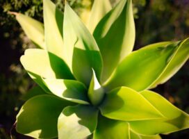 関西・近畿地方で塊根植物を育てる夏の暑さと冬の底冷え対策ガイド