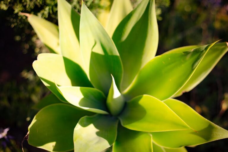 関西・近畿地方で塊根植物を育てる夏の暑さと冬の底冷え対策ガイド