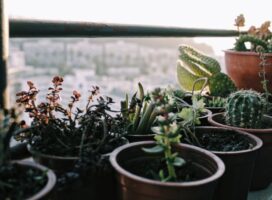 関東の温暖な気候で塊根植物・多肉植物を育てやすくする管理方法