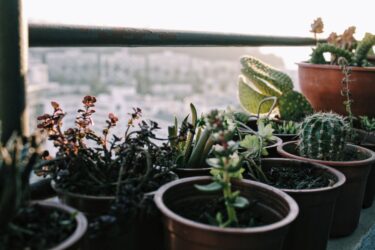 関東の温暖な気候で塊根植物・多肉植物を育てやすくする管理方法