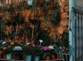 冬の観葉植物マルシェとは？イベントで楽しむ室内グリーン選びのコツ