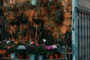 冬の観葉植物マルシェとは？イベントで楽しむ室内グリーン選びのコツ