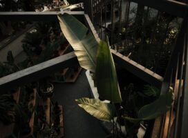 初夏開催の観葉植物・多肉植物イベントで屋外の暑さ対策を楽しむ