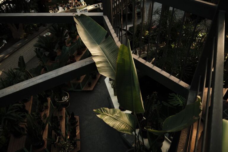 初夏開催の観葉植物・多肉植物イベントで屋外の暑さ対策を楽しむ