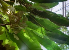 九州で塊根植物・観葉植物とビカクシダを育てる温暖気候完全ガイド