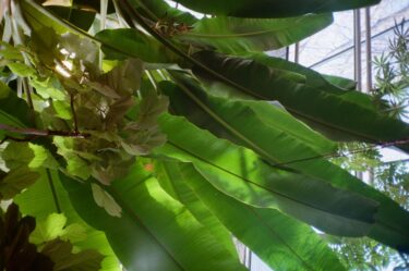 九州で塊根植物・観葉植物とビカクシダを育てる温暖気候完全ガイド