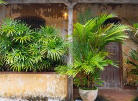 沖縄・南西諸島の亜熱帯気候で塊根植物と観葉植物を育てるポイント