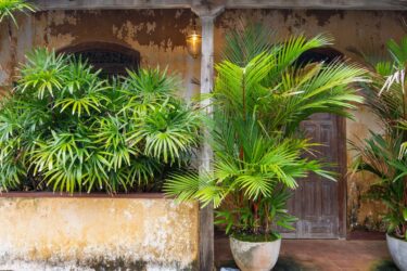 沖縄・南西諸島の亜熱帯気候で塊根植物と観葉植物を育てるポイント