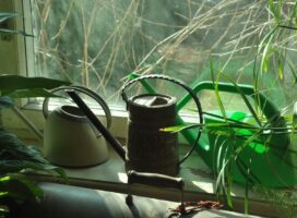 初心者向けの植物の水やり道具