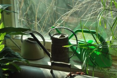 失恋直後でも大丈夫。植物の育て方、初心者のための始め方ガイド