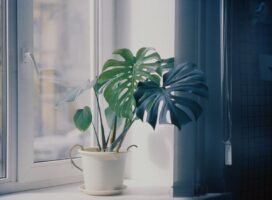 春の光が差し込む窓辺に置かれたモンステラの観葉植物