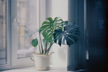 春の光が差し込む窓辺に置かれたモンステラの観葉植物