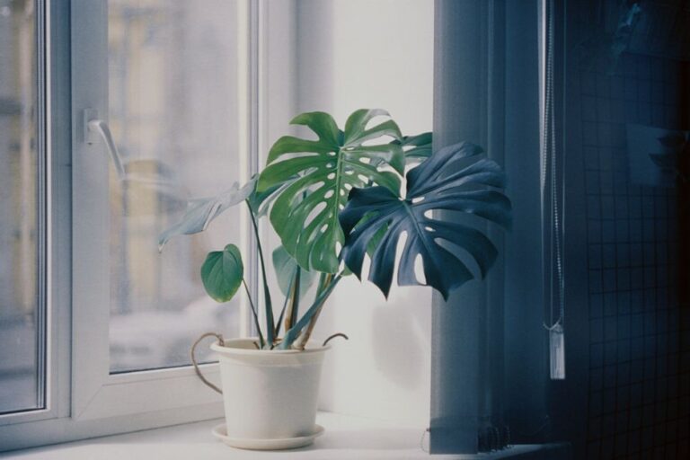 春の光が差し込む窓辺に置かれたモンステラの観葉植物