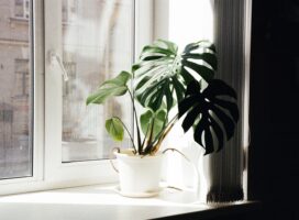 失恋を機に始める新しい生活、成長を象徴する観葉植物という再出発