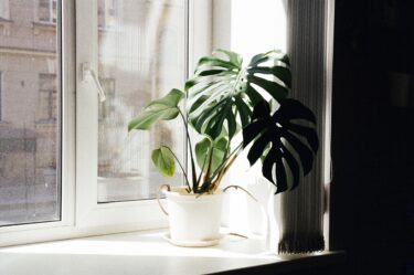 失恋を機に始める新しい生活、成長を象徴する観葉植物という再出発