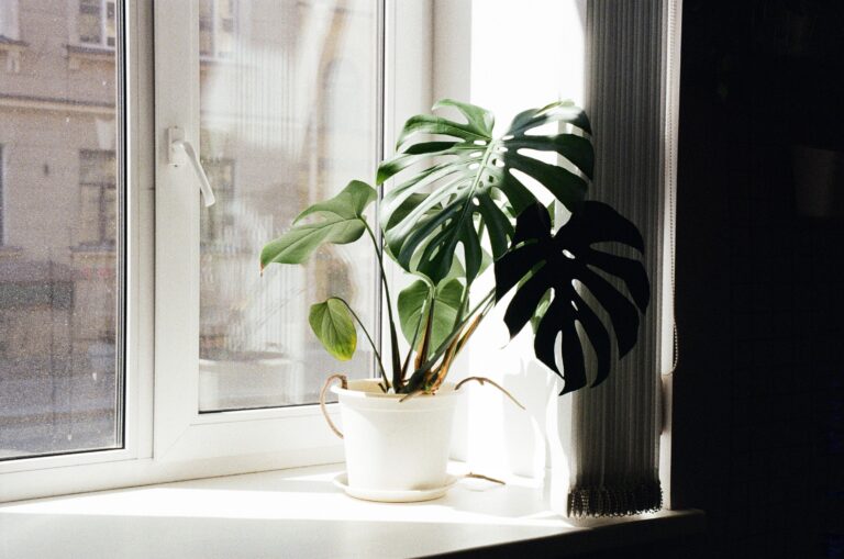 新しい部屋の窓辺に置かれたモンステラの観葉植物