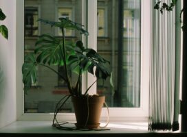 失恋を癒す植物との付き合い方｜季節の変わり目に心を整える秋の準備