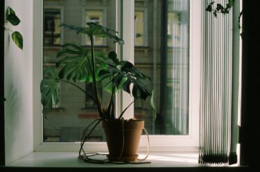 失恋を癒す植物との付き合い方｜季節の変わり目に心を整える秋の準備
