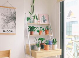 失恋後のひとり暮らしの部屋を癒す観葉植物の選び方とおすすめ5選