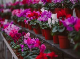 失恋を癒す花言葉植物5選｜傷ついた心にそっと寄り添うやさしい意味