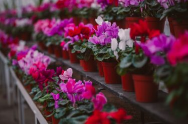 失恋を癒す花言葉植物5選｜傷ついた心にそっと寄り添うやさしい意味