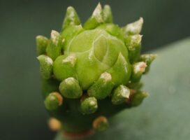 失恋で沈んだ心を、多肉植物の小さな成長が少しずつ癒してくれる理由