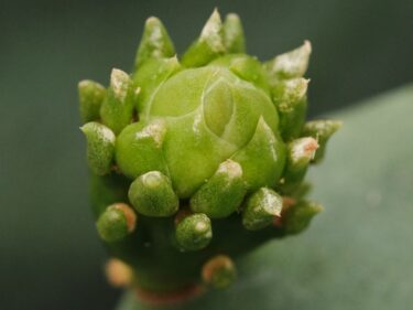 失恋で沈んだ心を、多肉植物の小さな成長が少しずつ癒してくれる理由