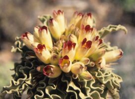 失恋の癒しになる塊根植物、ゆっくり育つ時間が教えてくれること